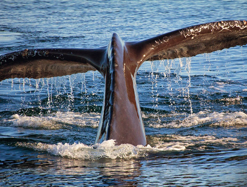 Whale tail off the coast of VA Beach
