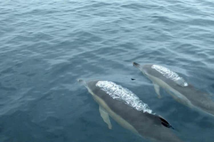Virginia Beach dolphins